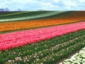 Sea of flowers from colorful blooming tulips with waves on a field Royalty Free Stock Photo